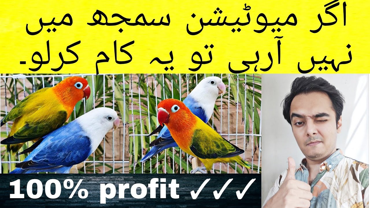 agr mutation Samaj me ni AA Rai to ye Kam krlo | lovebirds Fischers| Part 572 | AHSAN PETS