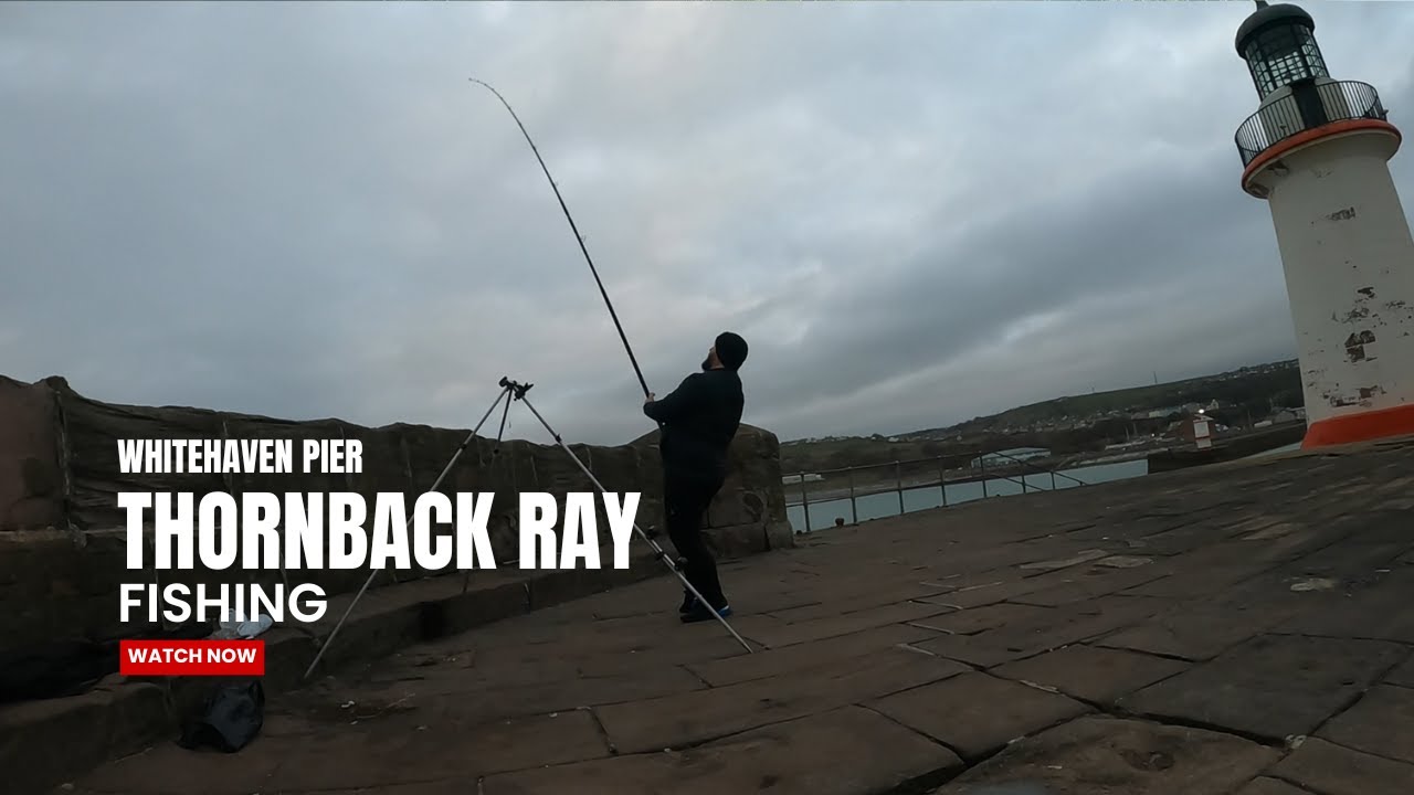 Catching Dogfish & Thornback Rays at Whitehaven West Pier! Squid & Bluey Bait