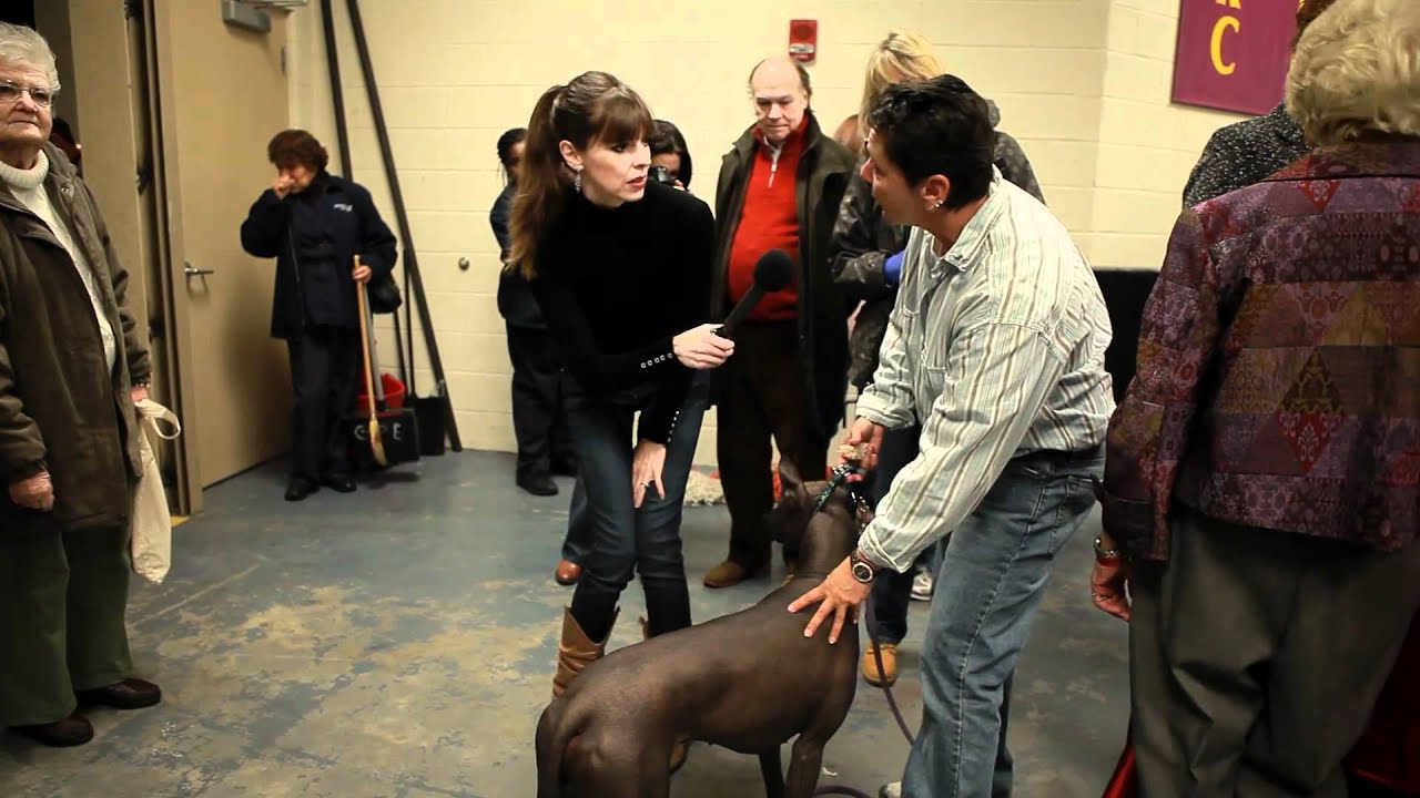 Xoloitzcuintli | Victoria Stilwell at Westminster Dog Show