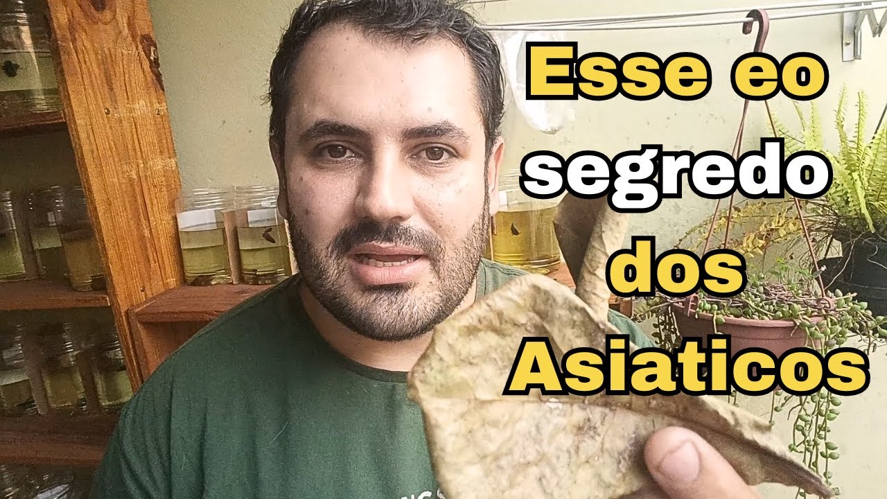 Folha de Castanhola: o Segredo Natural para Cuidar dos Bettas!