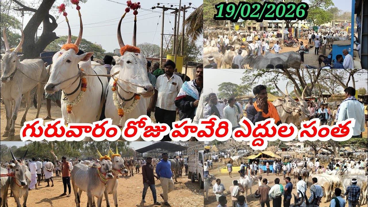 #19/02/2026#గురువారం #హవేరి #సంతలో #పెద్దసైజుల్లో #ఎద్దులు #ఏవిధంగా #ఉన్నాయో #చూడండి #ఫ్రెండ్స్