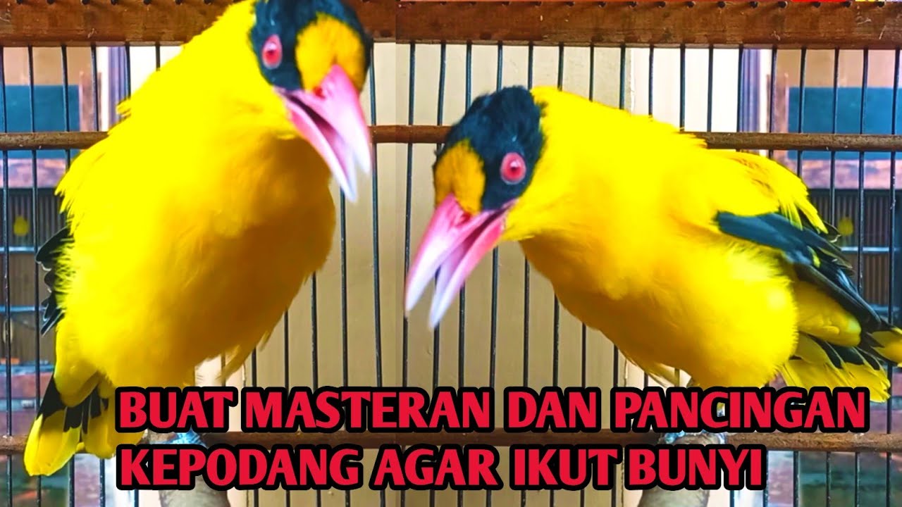 Kepodang gacor