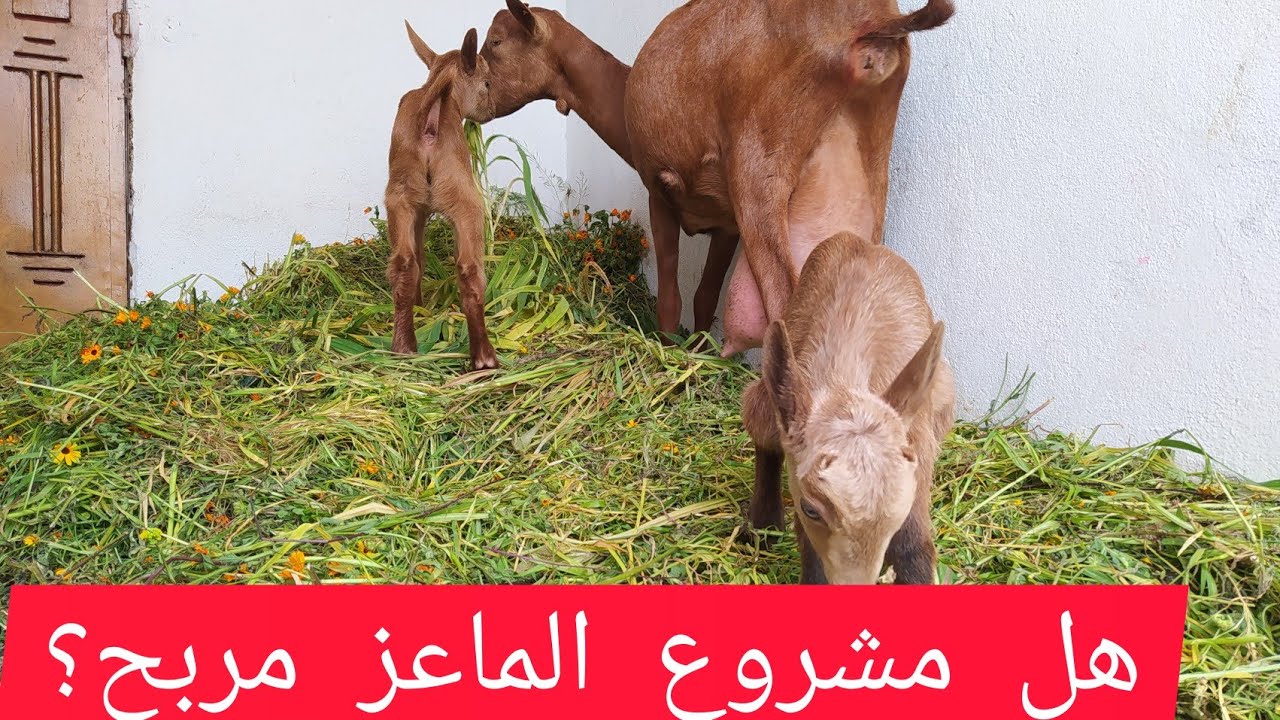 مشروع الماعز الحلوب  الألبين بعد سنة نتيجة خيالية le résultat d'un ans d'élevages alpine chévre