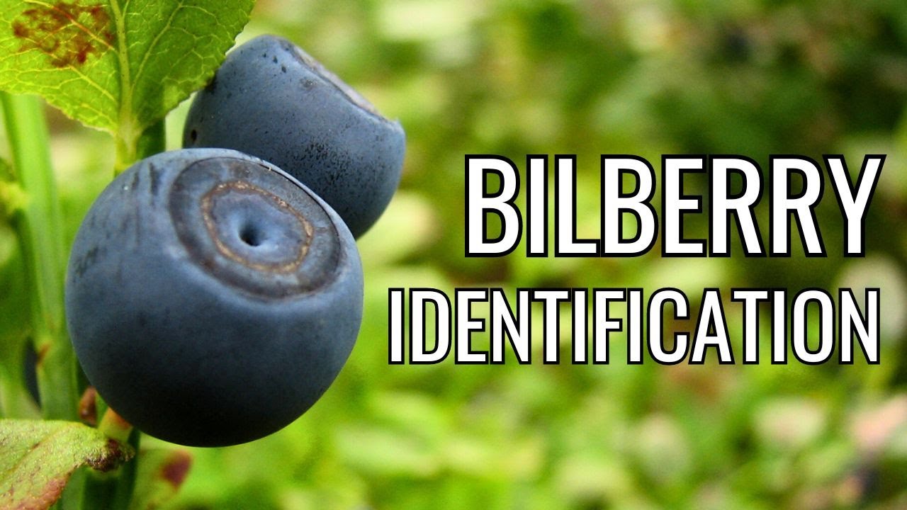 How to Identify Bilberries: Key Features & Lookalikes