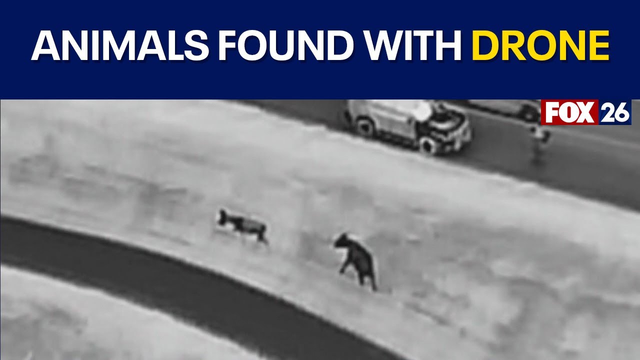 Sheriff's office uses drone to find escaped animals
