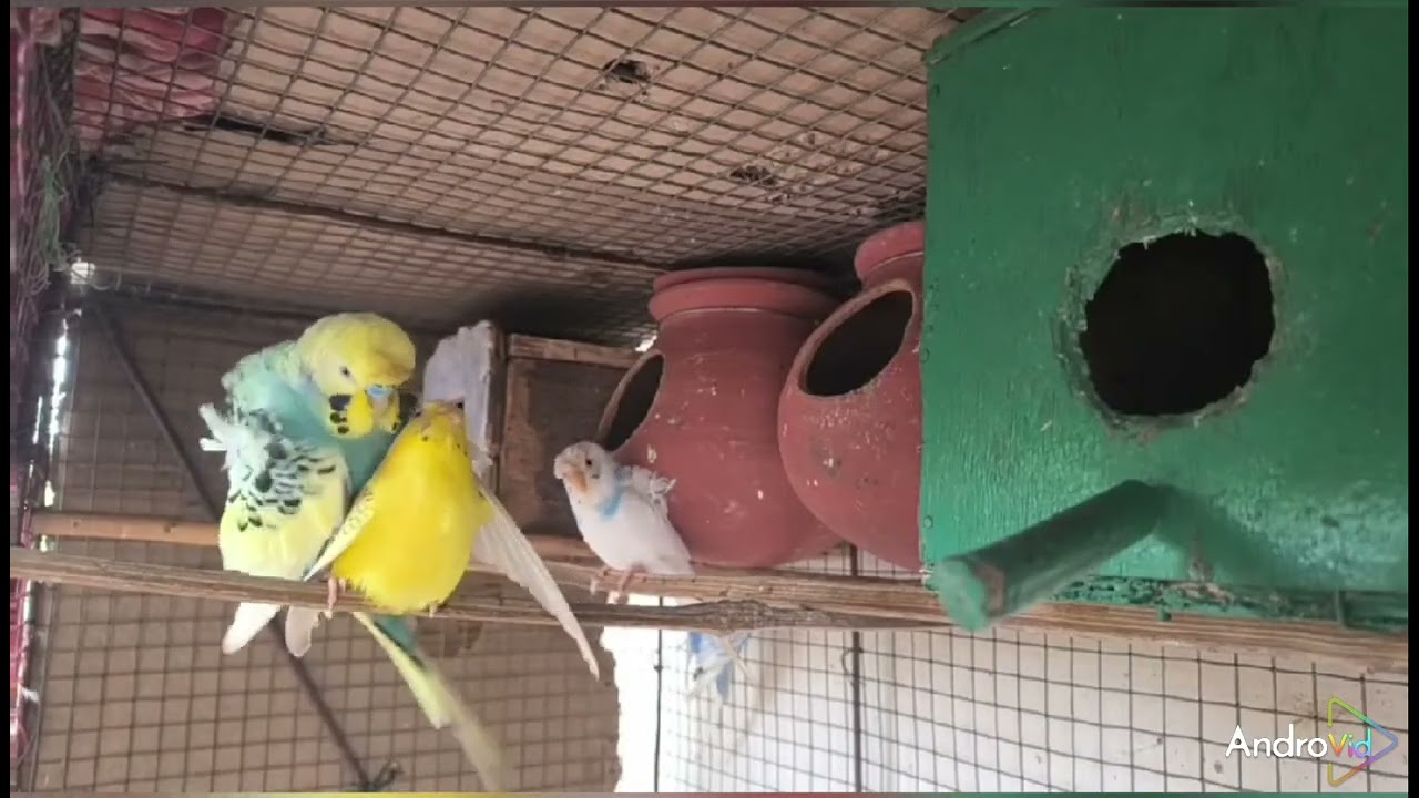 Helicopter Budgies 🦜🦜🐦🐦🕊️🕊️