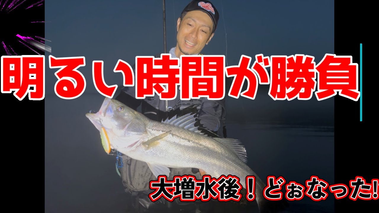 【シーバス】濁りのある河川で答えを出す！ルアー選定とポイントの攻め方！
