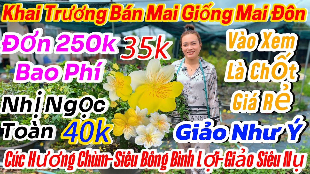 27/02☎️0398616085☎️🌴mai vàng giá rẻ🌴xả vườn 25k-giảo thủ Đức-giảo như ý-nhị Ngọc toàn-bình lợi 