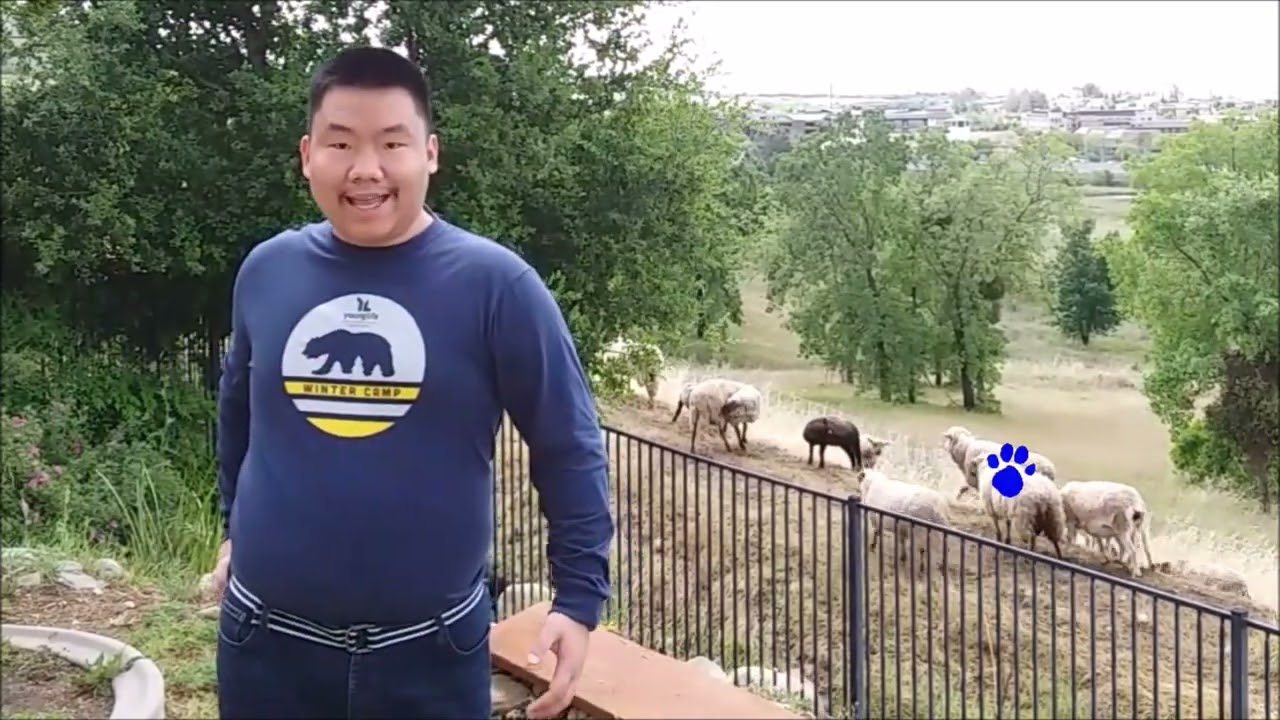 How to draw a sheep