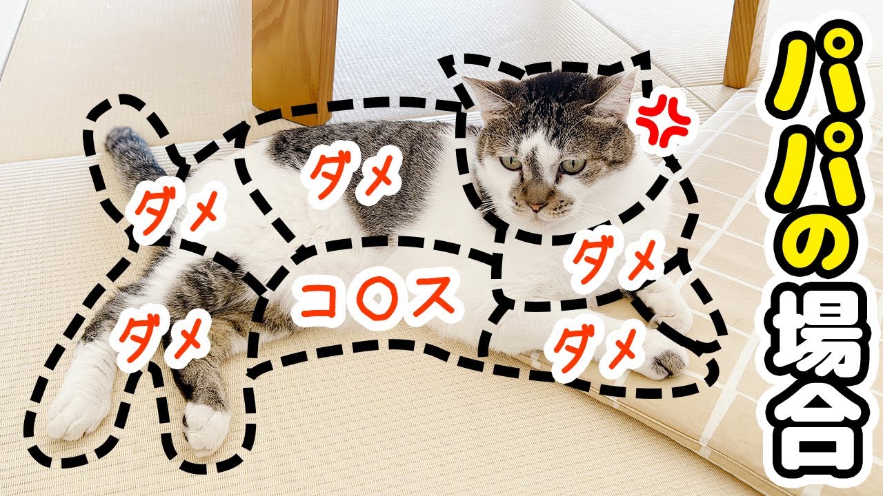 猫のおさわりマップをやってみたらパパとママとで反応が違い過ぎて泣いた