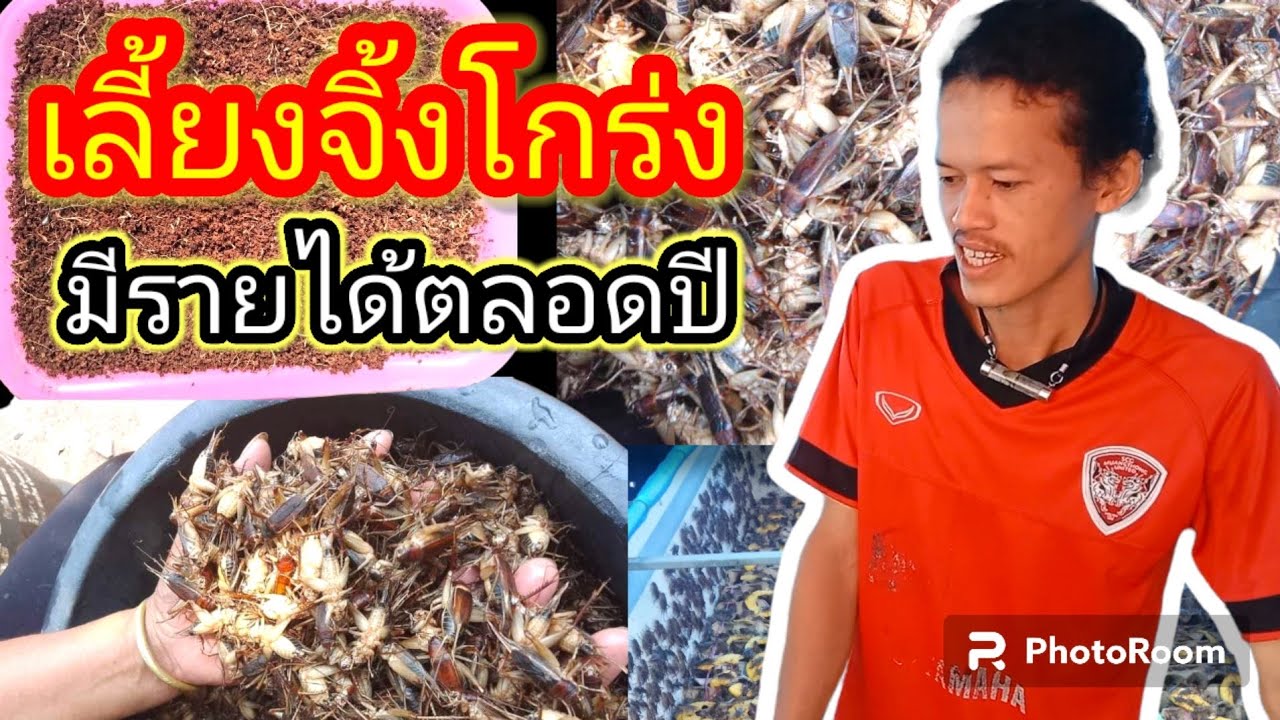 แนะนำวิธีการเลี้ยงจิ้งโกร่ง(จิ้งหรีดขาว)