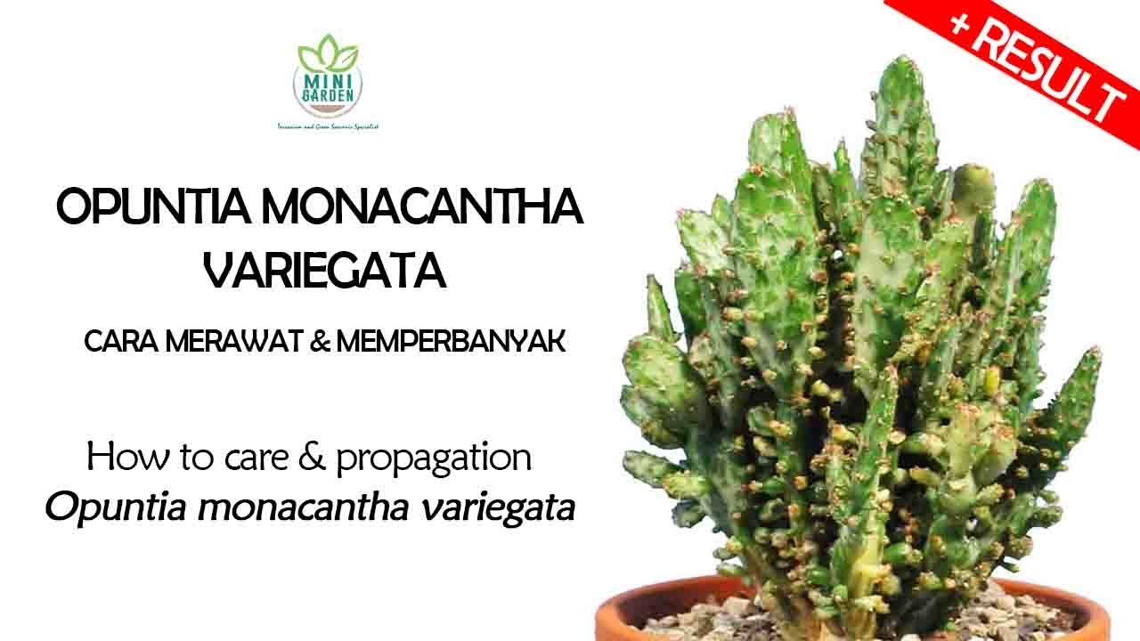 Cara Merawat & Memperbanyak Kaktus Opuntia Monacantha Variegata