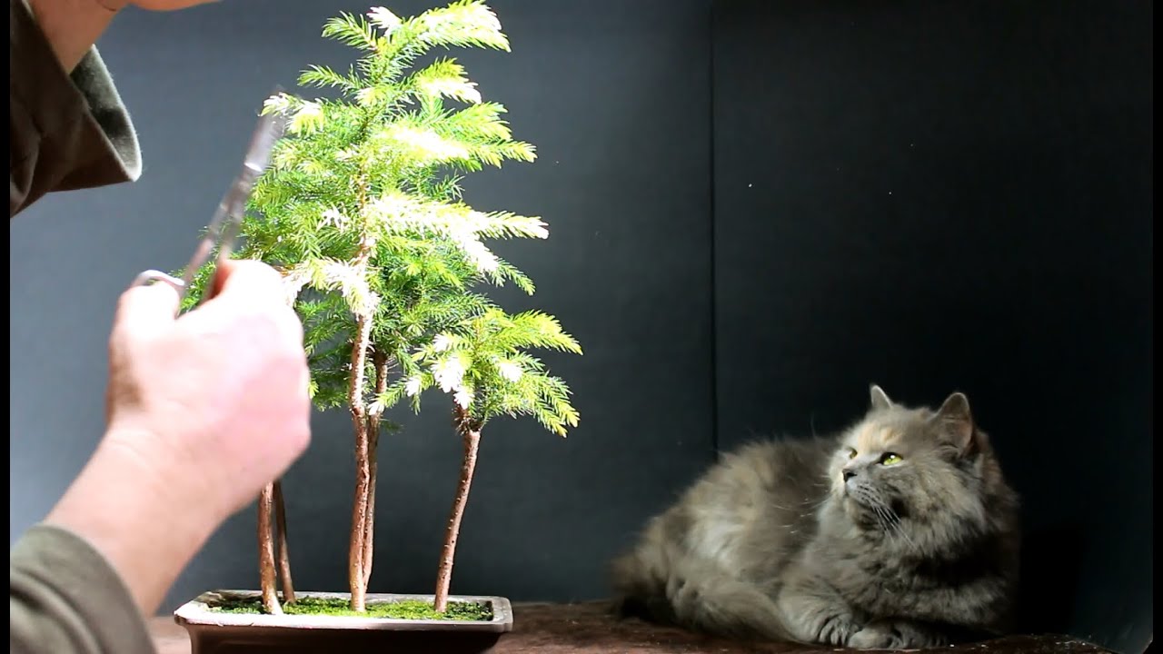 Norfolk Island Pine Bonsai, March 2015