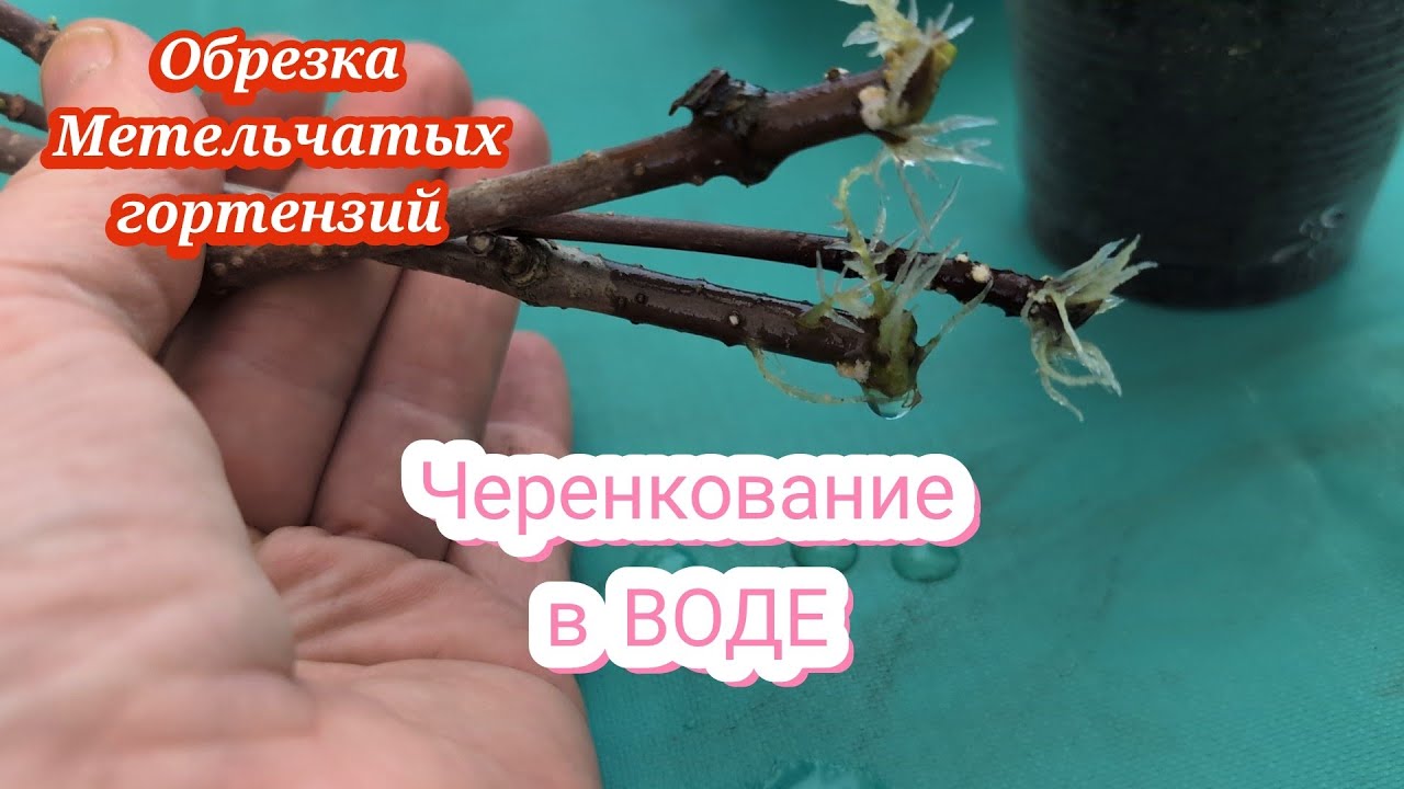 19 марта 2026 г. Как ЧЕРЕНКОВАТЬ метельчатые гортензии/Обрезка кустов с балкона 