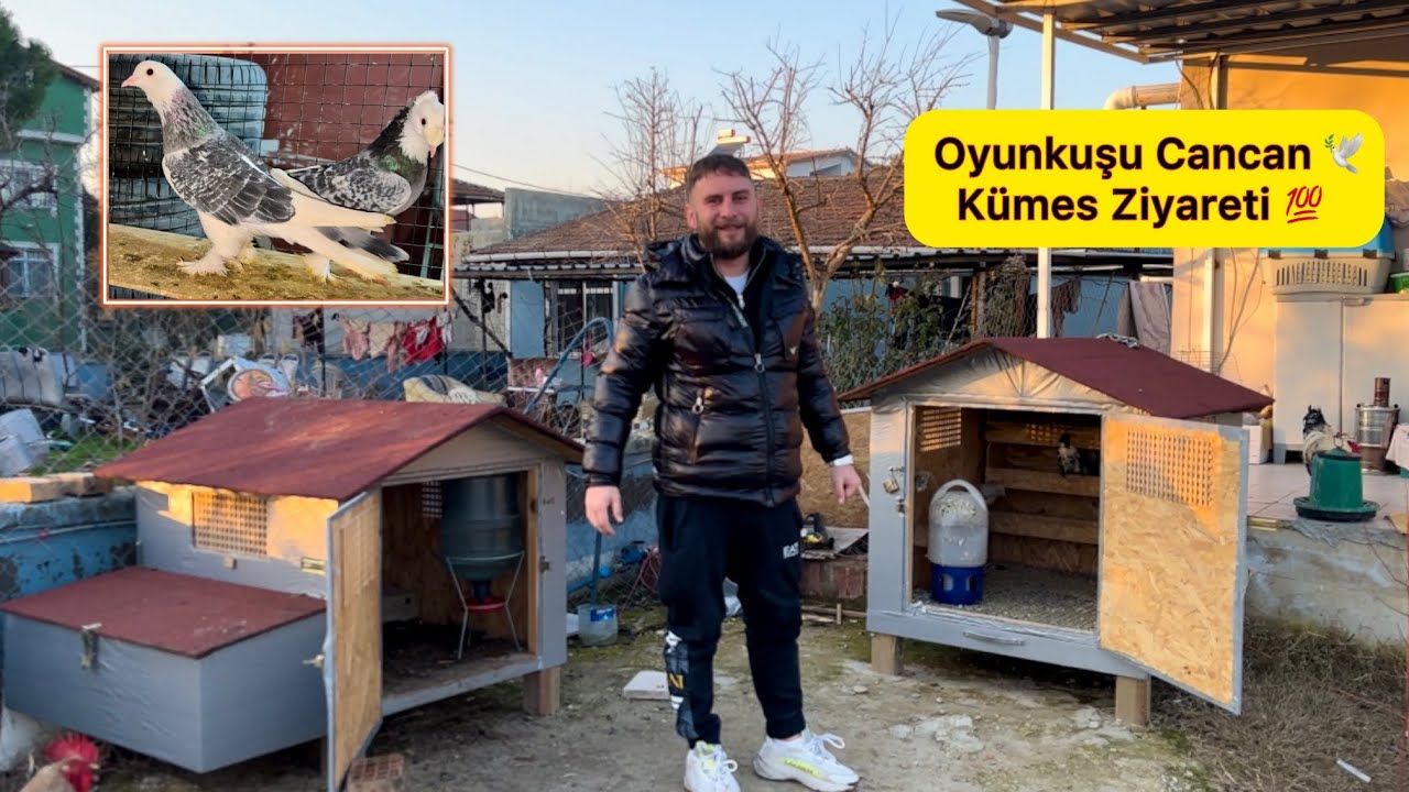 HARİKA ALA GÜVERCİNLER @can can  KÜMES ZİYARETİ - GÜVERCİN UÇUMU ~ Taklacı Kelebek Baska