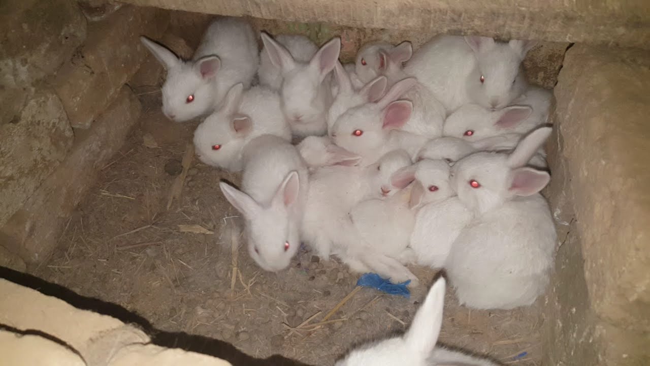 New zealand Rabbit Breeding Progress | New zealand Rabbit Farming
