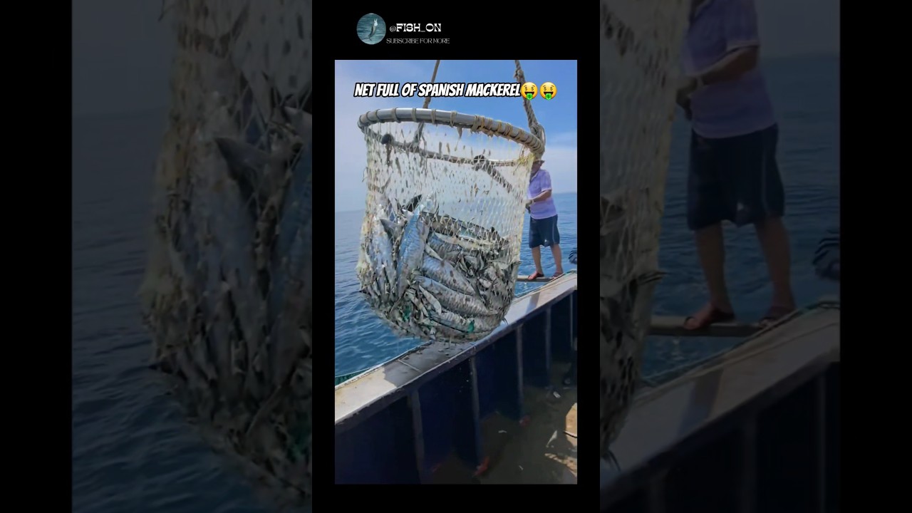 Insane Net Catch &ndash; Spanish Mackerel | #fishing #fishingvideo #catchingfish #fish #fisherman