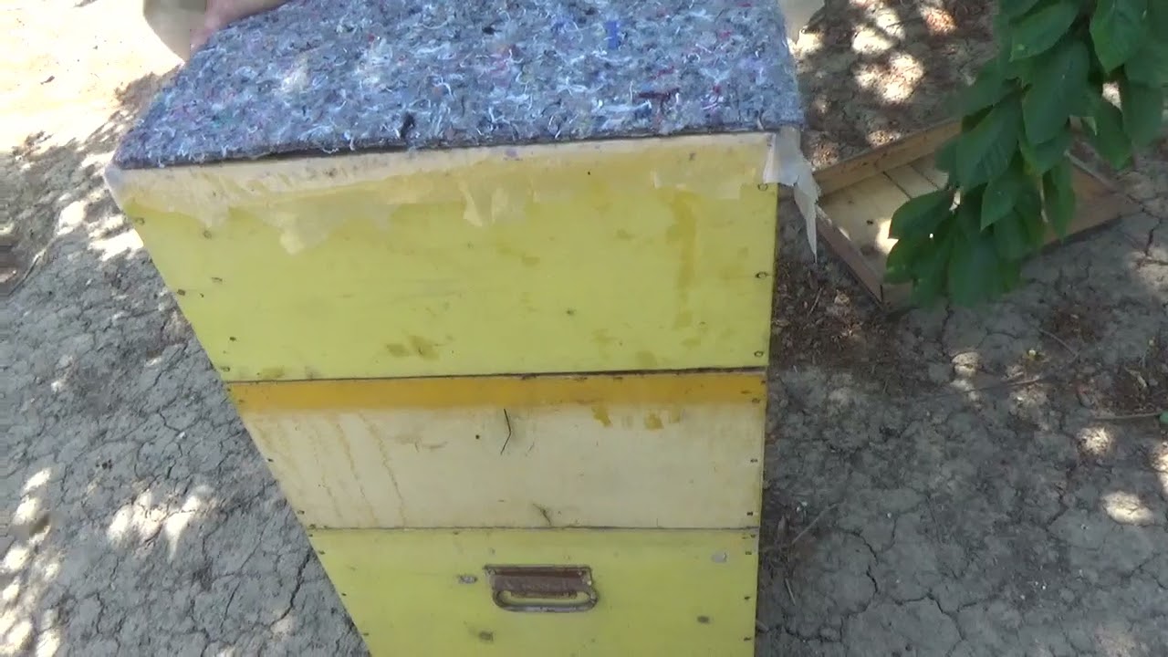 Cum ajutăm nucleele făcute înainte de salcâm??