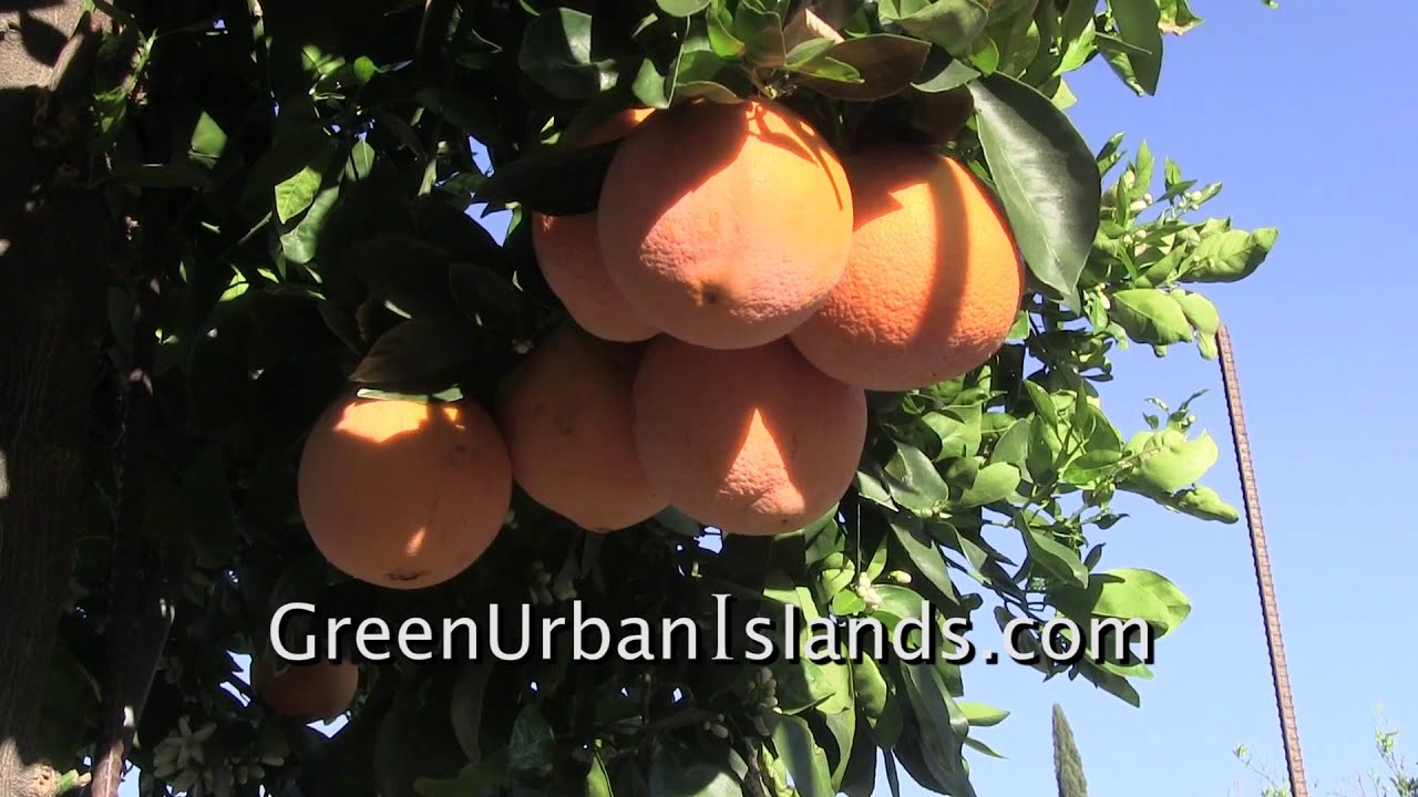 Hydroponic oranges -- Nutrient outflow from a PVC hydroponic system