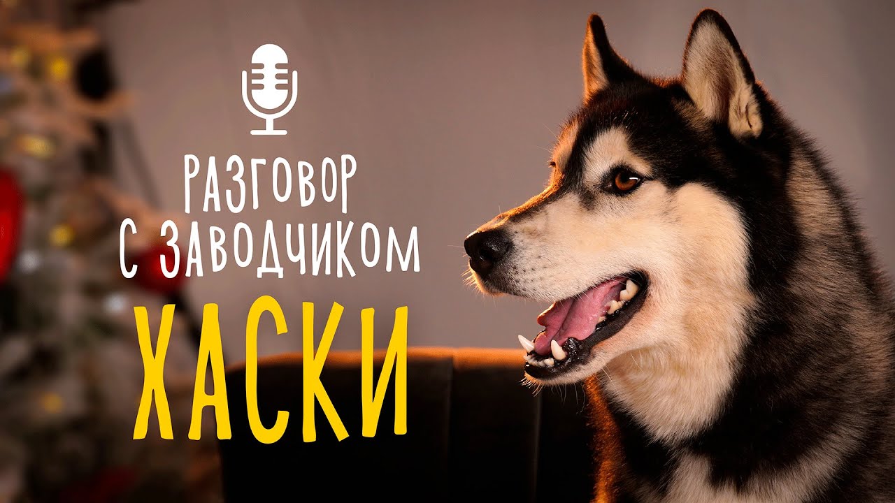 Разговор с заводчиком: хаски // Отличия собак шоу-класса от рабочих хаски / Все ли хаски воют?