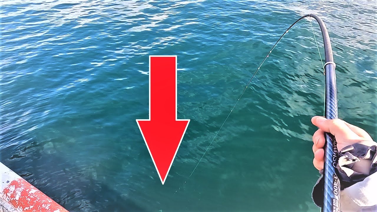 次々と竿がブチ曲がる！海釣り公園とっとパークがすごいことに！！