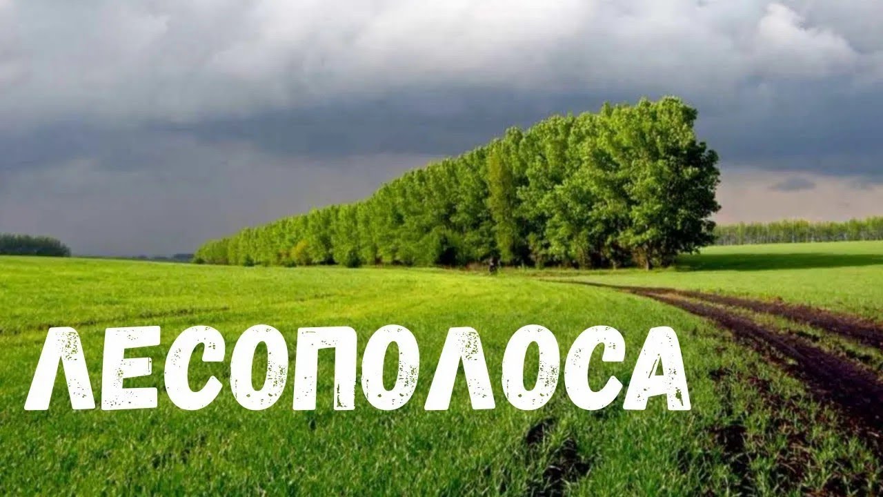 Страшная история  Лесополоса