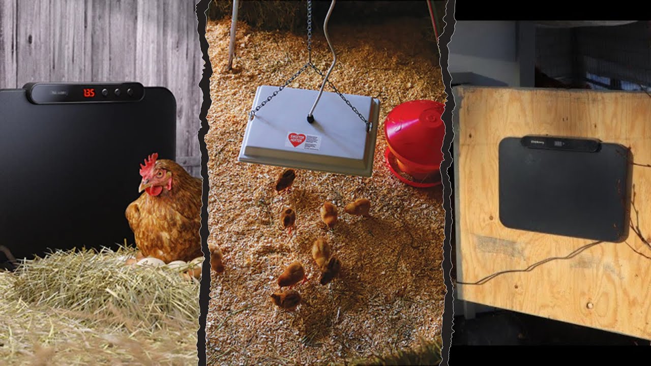 7 Best Safe Chicken Coop Heaters for Winter 2025! Tested and Tried