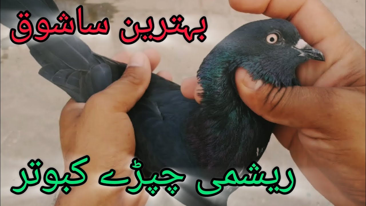 Pure Chapray Kabootar or unki pehchan || Ustad Malik Asad