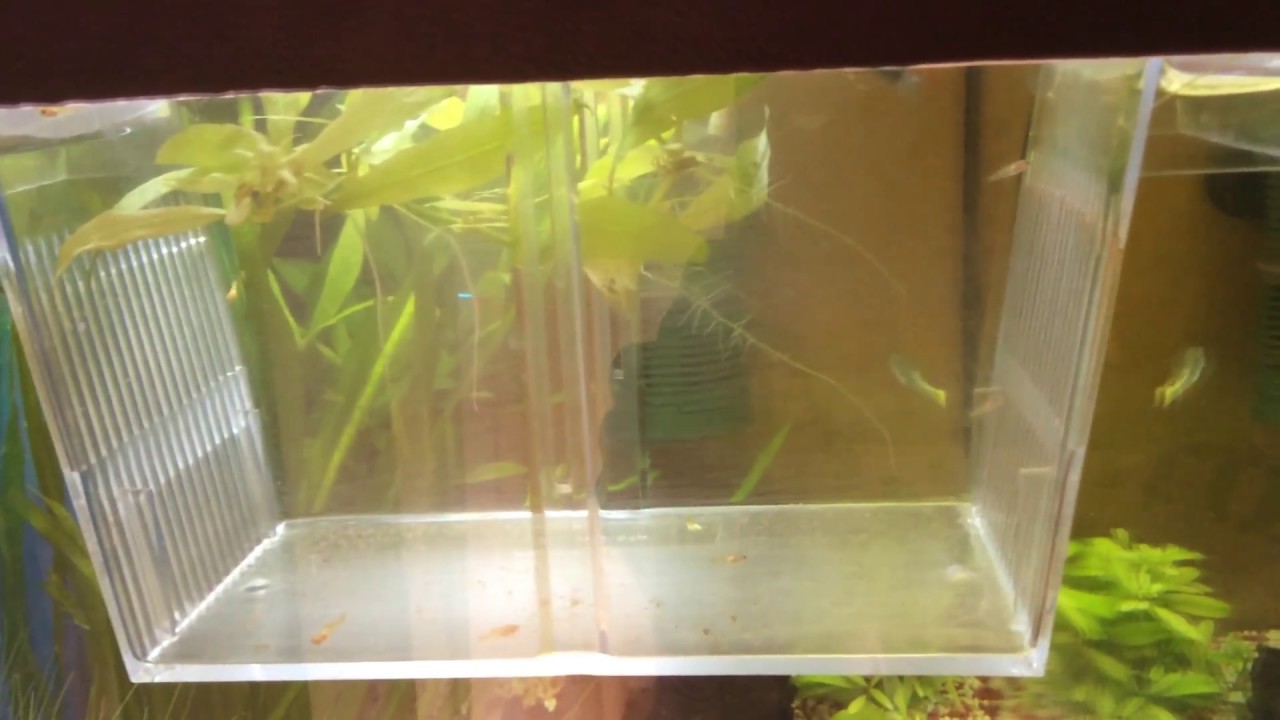 2 danach 10platy Babys