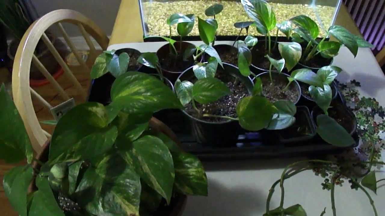 how to get a bushier, full pothos / philodendron plant