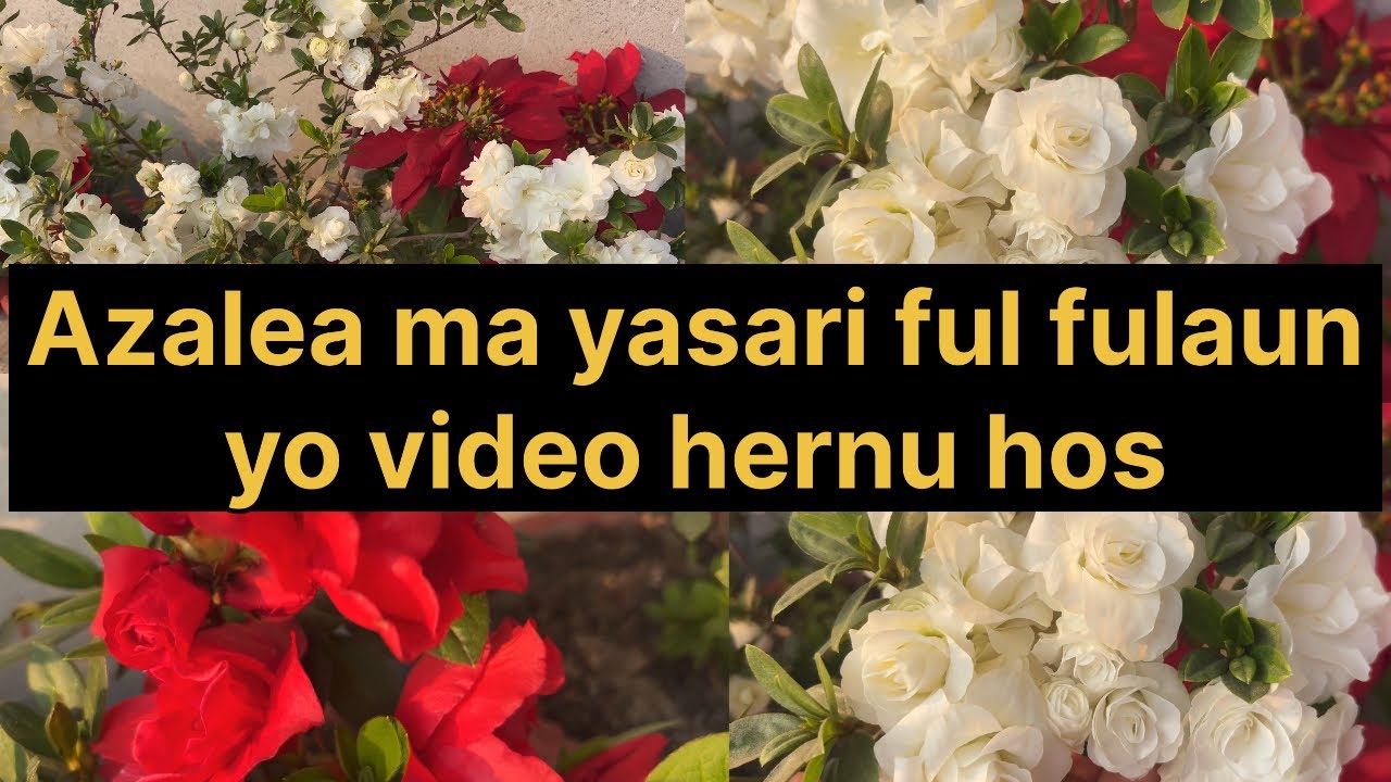Azalea ma maile  jasari care garnuhos yasri nai ful fulcha /Azalea care tips 