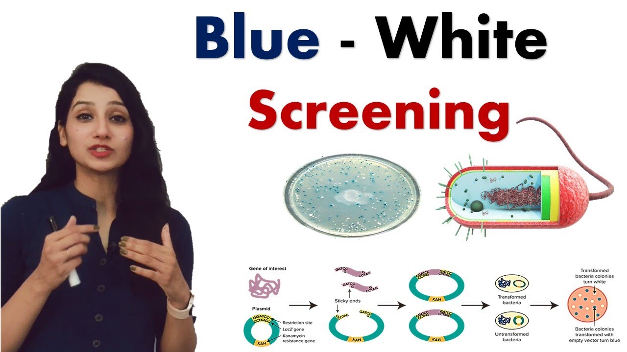 BLUE WHITE SCREENING I Recombinant DNA Technology I RDT I Biotechnology