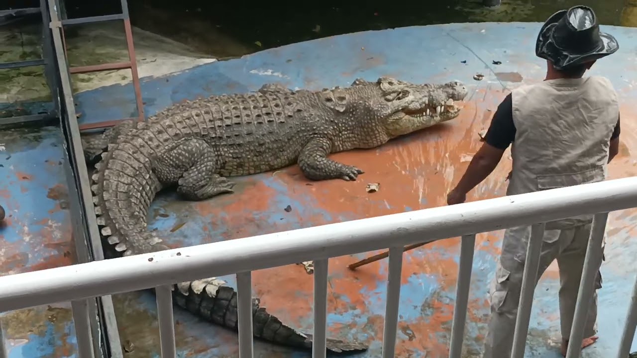Pertunjukan Memberi Makan Buaya Kevin dan Rey di Predator Park