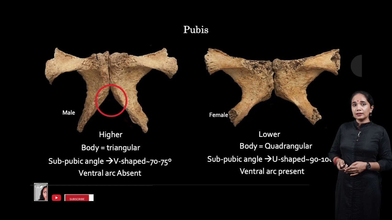 Male and female pelvis differences