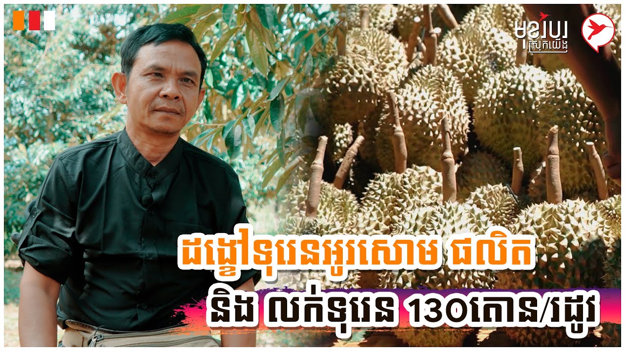 ដង្ខៅទុរេនអូរសោម ផលិត និងលក់ទុរេន 130តោន/រដូវ | កម្មវិធីមុខរបរស្រុកយើង