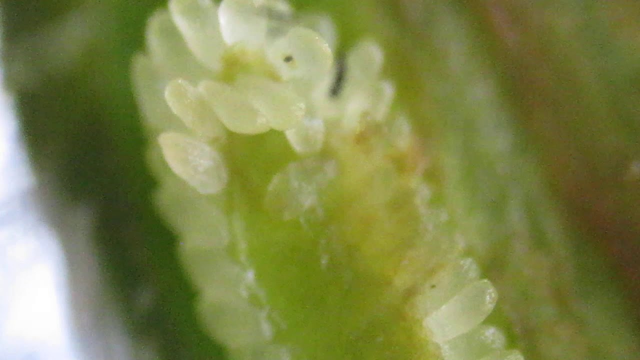 種子植物の分類＿④ツツジ顕微鏡観察胚珠