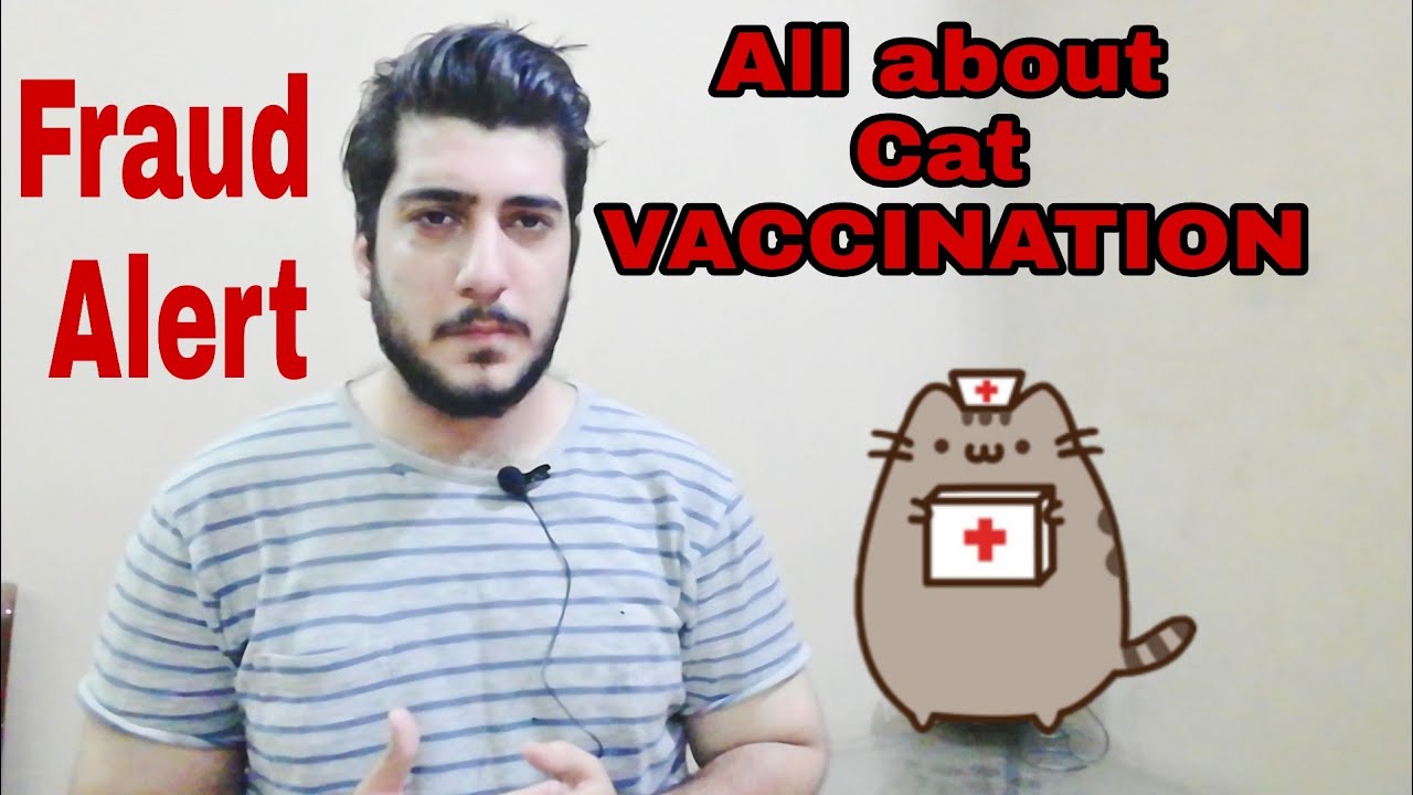 Cat vaccinations | kitten vaccination vaccination of persian cat rabies vaccination for cats part 2