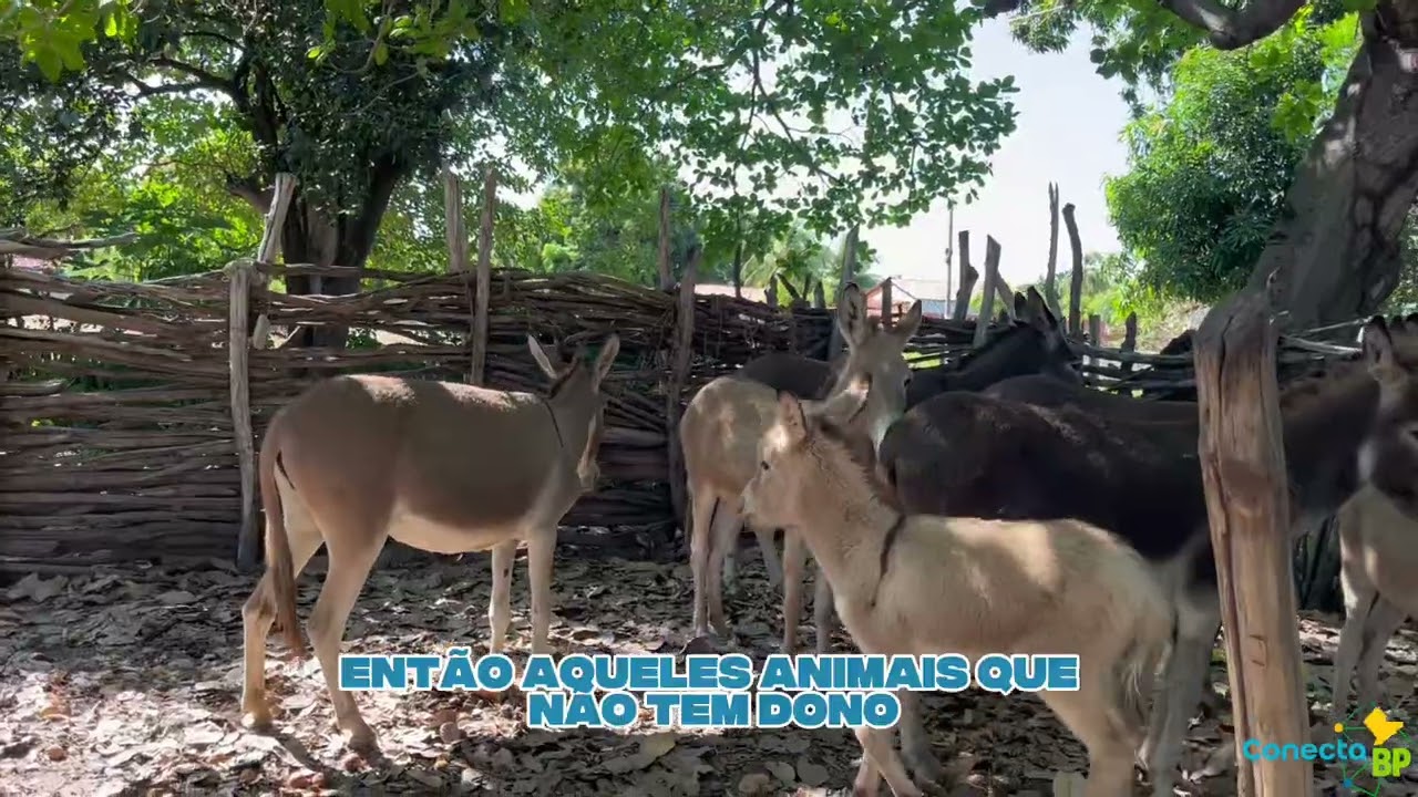 Bom dia, comunidade!