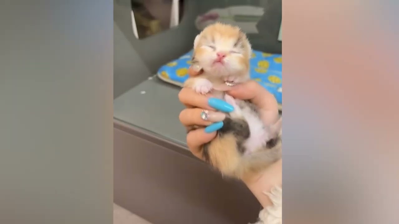 Gentle baby kittens will make your heart flutter ♥