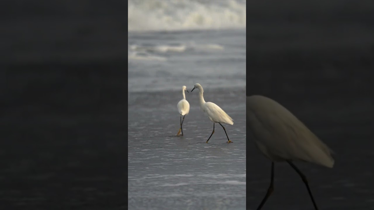 Birds dancing in tandem. Fun to watch.