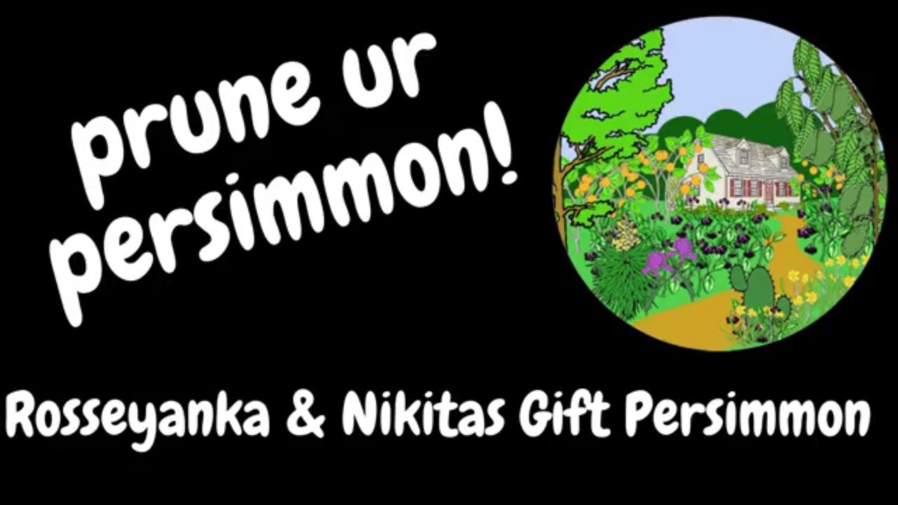 pruning the Rosseyanka and Nakitas Gift Persimmon trees