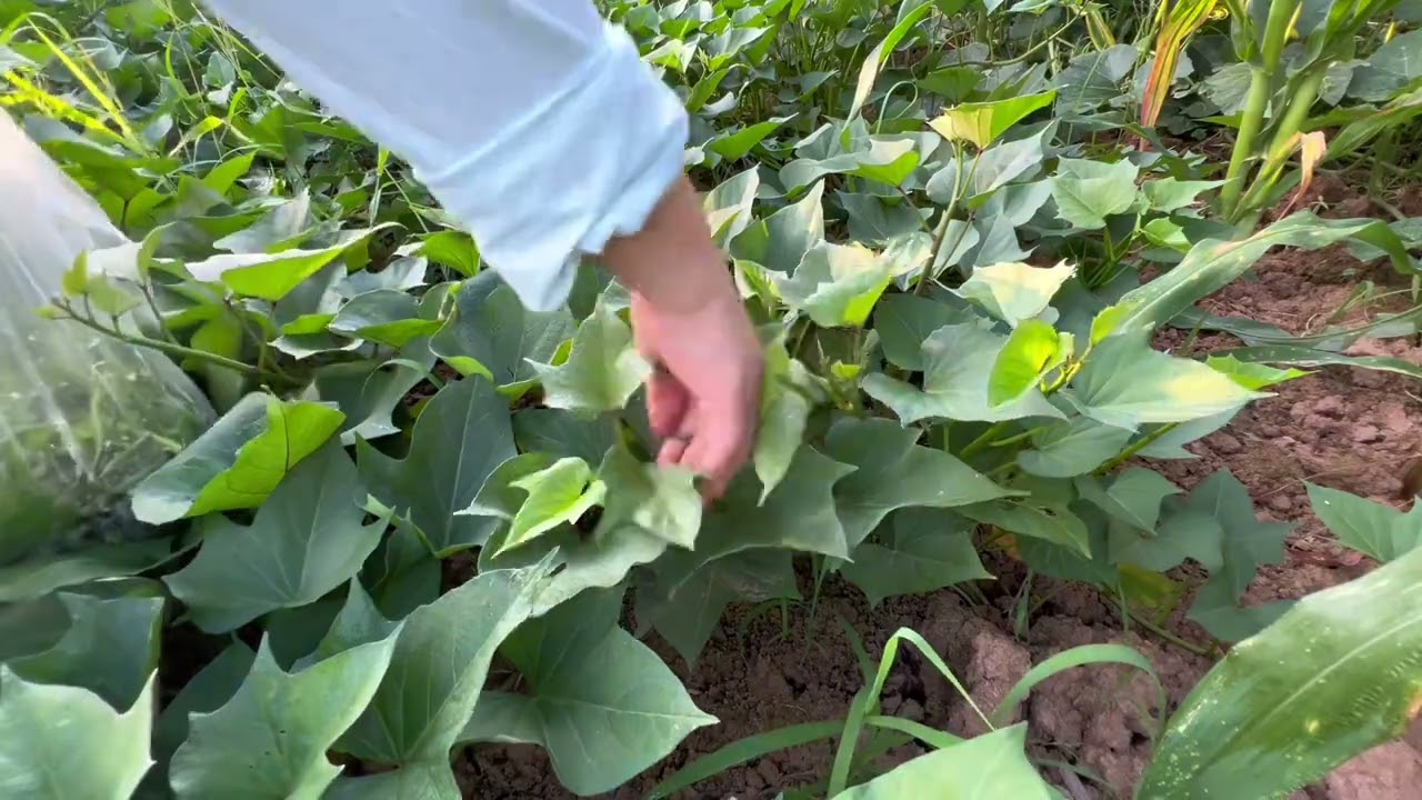 早上六点起来殷二就叫我跟他一起去地里摘菜，刚摘了一会太阳就晒得很，这个天气真的太热了#记录真实生活
