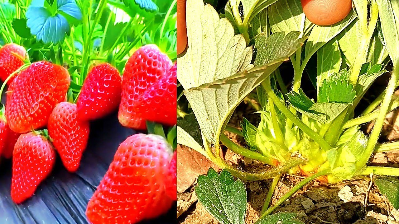 🍓স্ট্রবেরি চারা কেনার আগে সঠিক চারা কিভাবে নির্বাচন করবেন।#strawberry tree carry #gardening #viral 