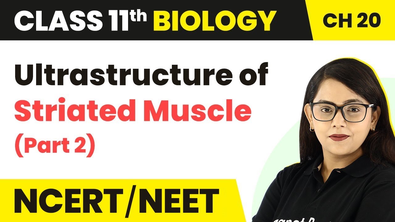 Ultrastructure of Striated Muscle (Part2)- Locomotion & Movement | Class 11 Biology Ch 20 NCERT/NEET