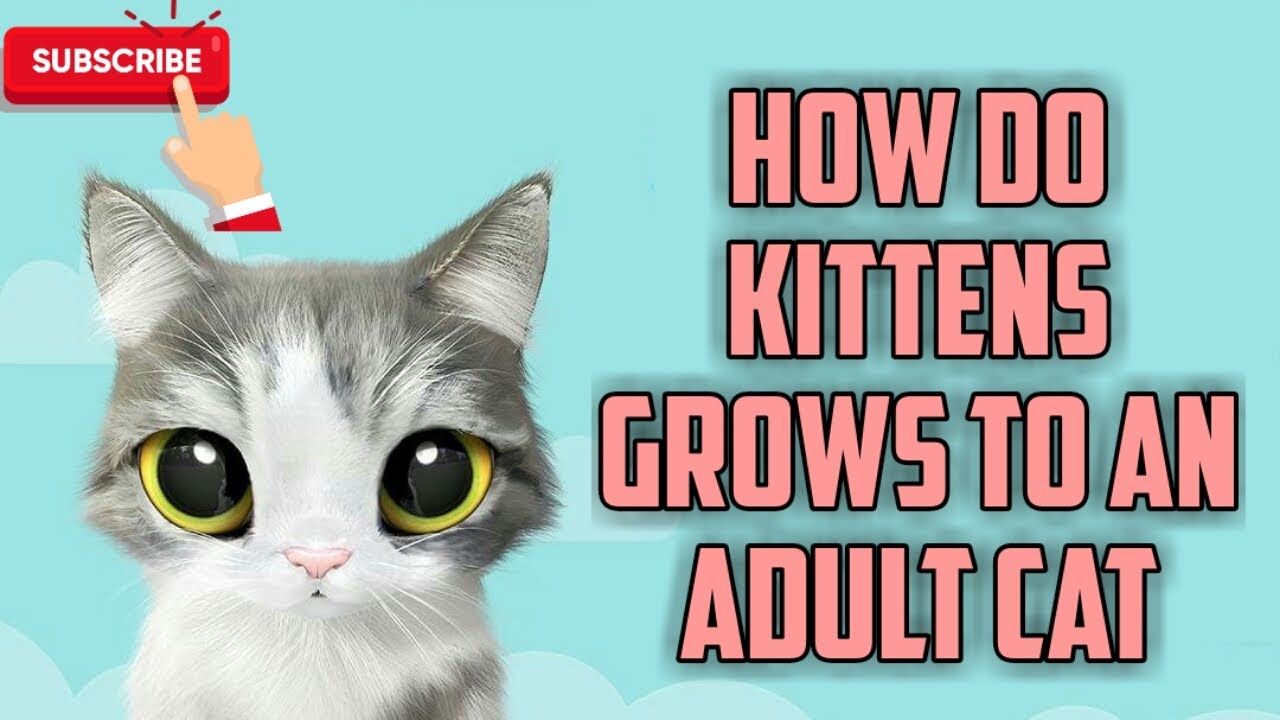 HOW DOES A NEWBORN KITTEN GROWS TO AN ADULT CAT🐈| Niru's Petzone