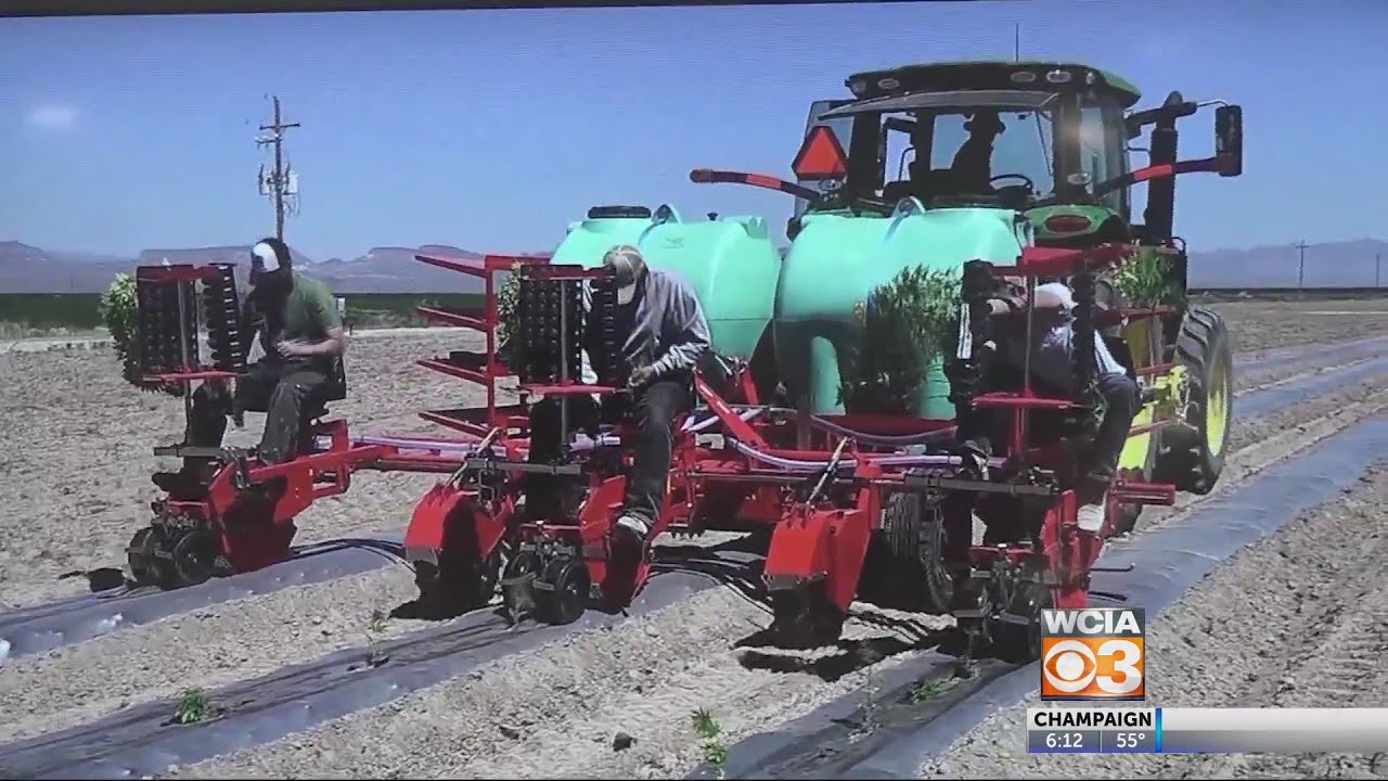 From the Farm: Hemp Farming in 2019