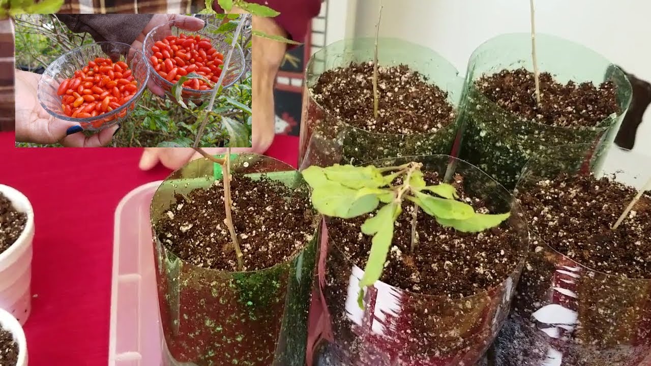 Como Fazer Mudas de Goji Berry / How to Propagate Goji Berry