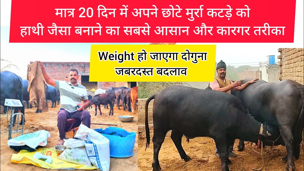 मात्र 20 दिनों के Diet Plan से कटड़ा हो जाएगा  हाथी जैसा ।।मुर्रा कटड़े का दमदार बदलाव, Parveen Foji
