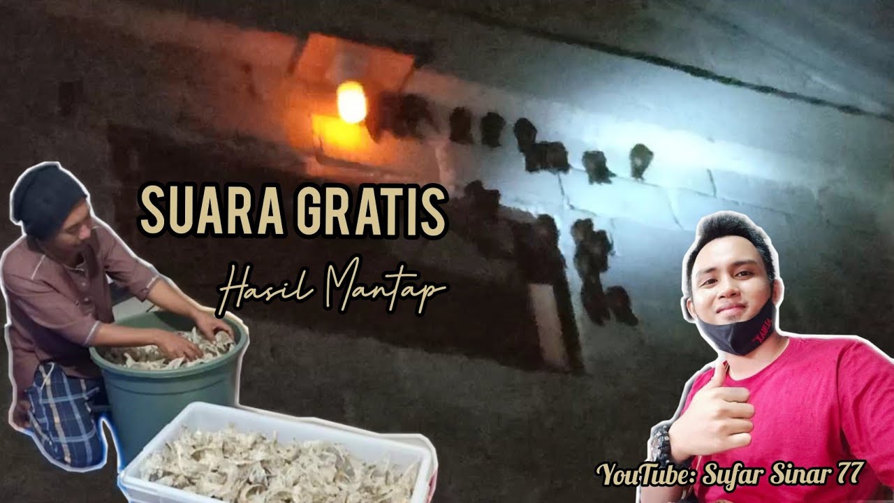 RESPON MANTAP SUARA GRATIS DARI SUFAR SINAR 77 || RBW  BOS ARI