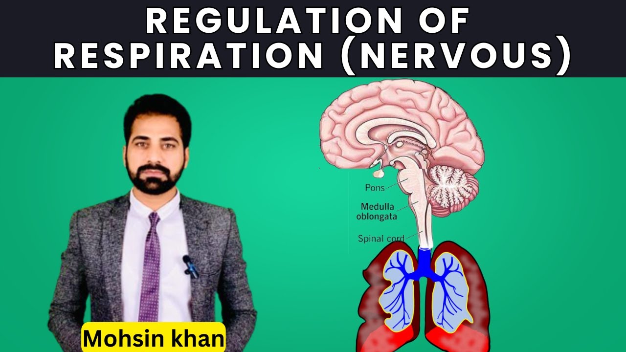 Regulation of inspiration (Neural)